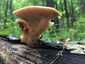 Olaszgomba (Polyporus tuberaster), Vértes